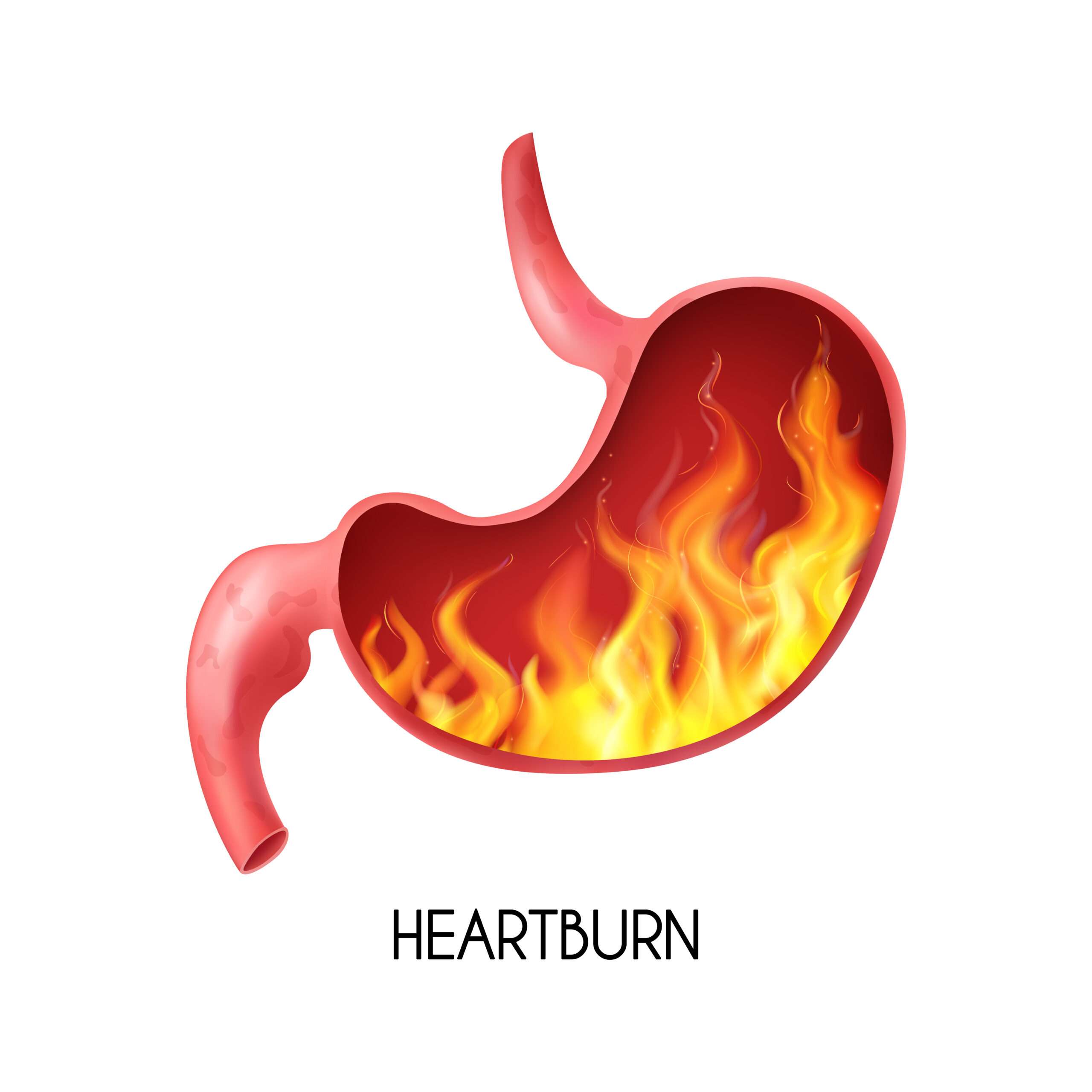 Realistic Stomach Illustration Jeera Paani Peene Ke Fayde